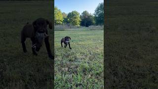 Fern with an awesome bird introduction! #gsp #uplandhunting #dogtraining #puppylove #huntingdog