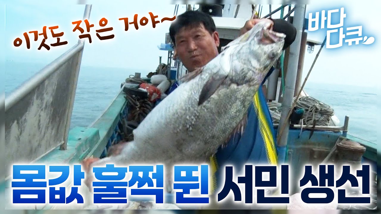 거대한 몸집에 킬로당 5만 원! 서민들이 먹던 생선인데 몸값 훌쩍 뛰었다는 여름 제철 물고기 / 서해 바다 민어 조업 현장 / 