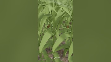 YELLING AT CORN (3D Animating Random Tik Toks) #Shorts