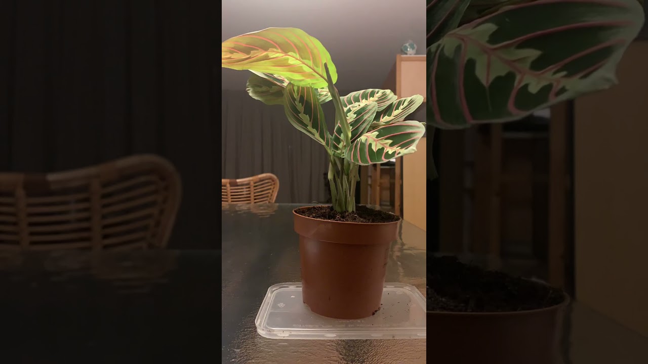 Calathea Maranta timelapse