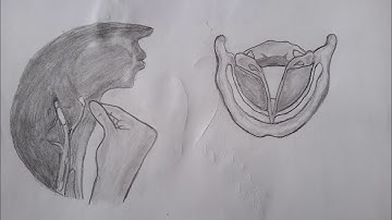 How to draw humans Voice Box/Pencil Sketch/Science Drawing/Science Project/Man Voice Box #Science