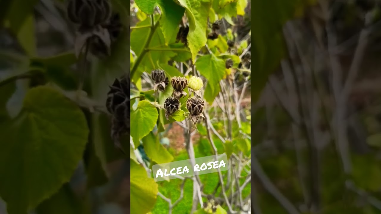 Alcea rosea | Δενδρομολοχα 