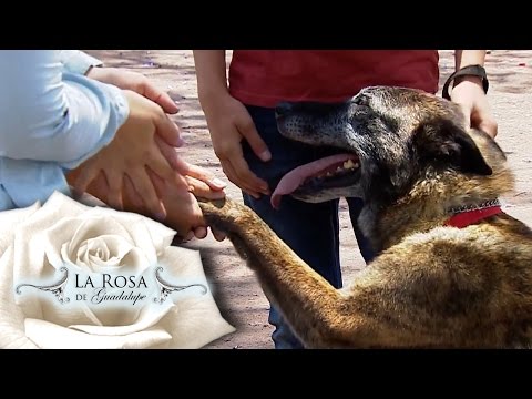 Kenai es apuñalado
