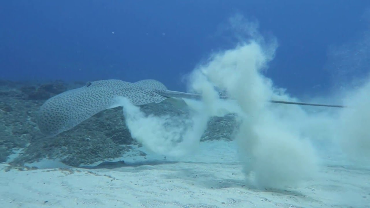 Leopard Whipray - Manta Bommie