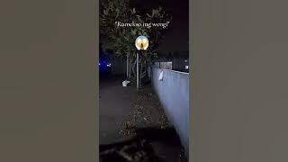 Kidung rumekso ing wengi #Teguh suseno #fyp 