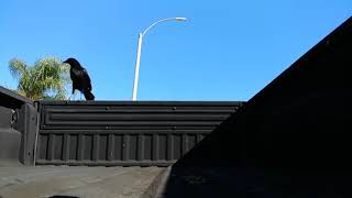 Crow Take Off and Landing 1/8th Speed