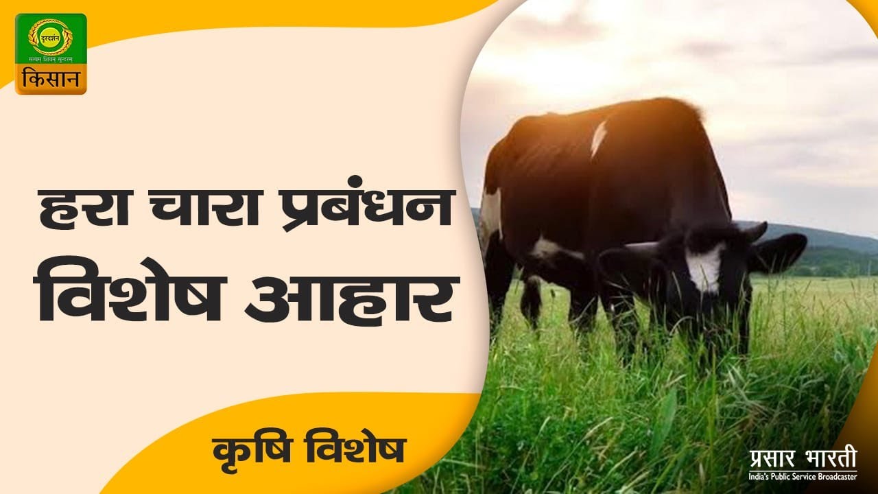 कृषि विशेष : हरा चारा प्रबंधन विशेष आहार  | Krishi Vishesh | Nov. 12. 2022