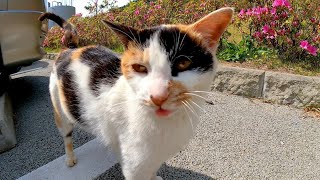 駐車場にいた三毛猫を撫でるとベロを戻し忘れてカワイイ