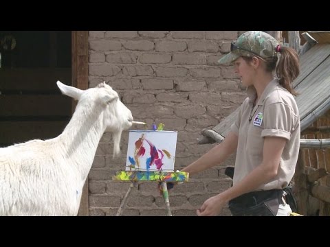 Painting goat makes debut in Albuquerque