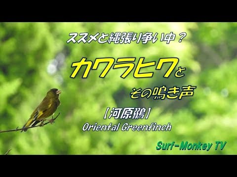スズメと縄張り争い中 カワラヒワの鳴き声 サーフモンキーtv Youtube