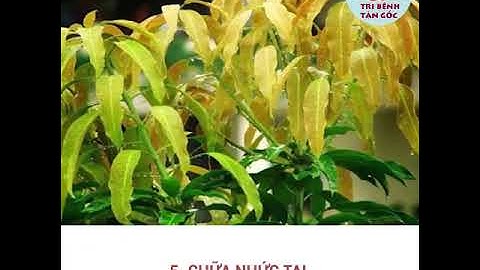 BÀI THUỐC CHỮA BỆNH TỪ LÁ XOÀI