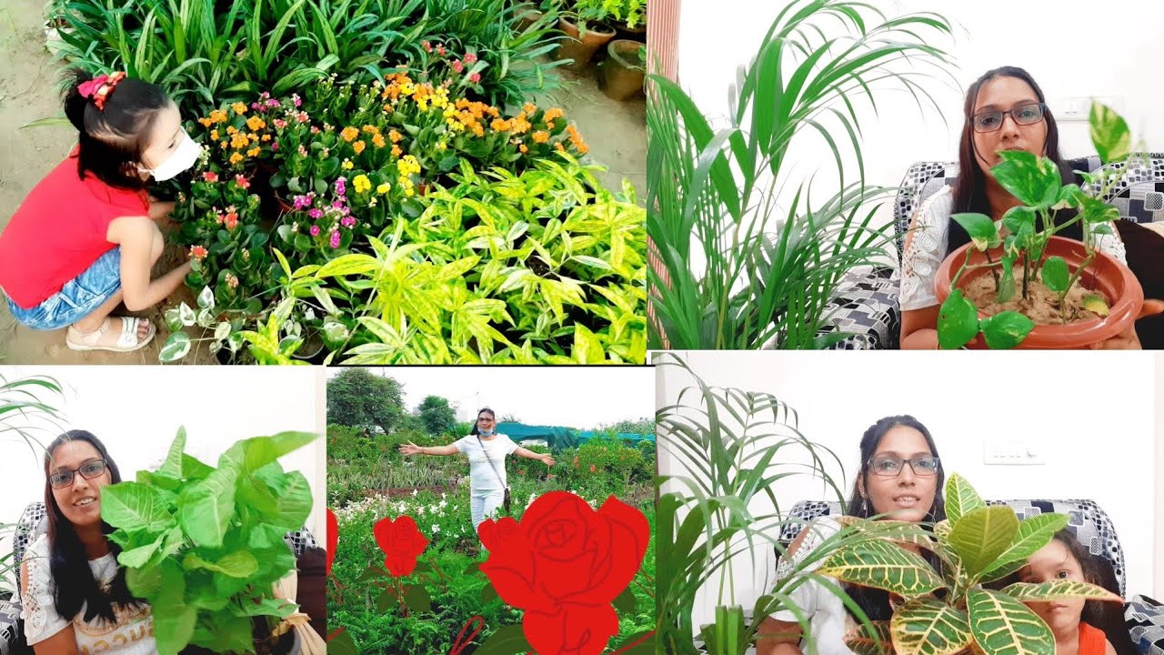 plant tour 🌲 plant collection - YouTube
