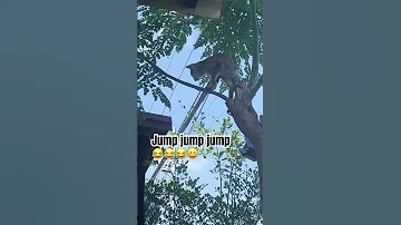 Funnycat Cat Catvideos Catlovers Trendingshorts Viralvideo Views Viral Fypyoutube Shorts 