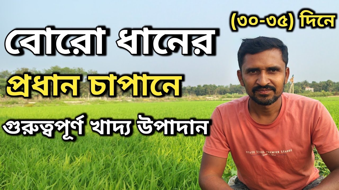 বোরো ধানের ফলন বাড়াতে ৩০–৩৫ দিনের গুরুত্বপূর্ণ সার ও কীটনাশকের সঠিক ব্যবহার l boro dhan cas podhati.
