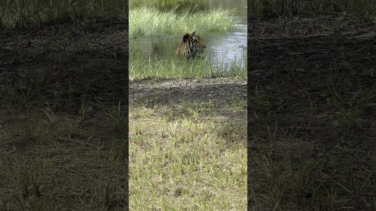 SIMBA TIGER'S VACATION TIME, part 6 of 6