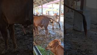 sapi lucu berak #shorts #cow
