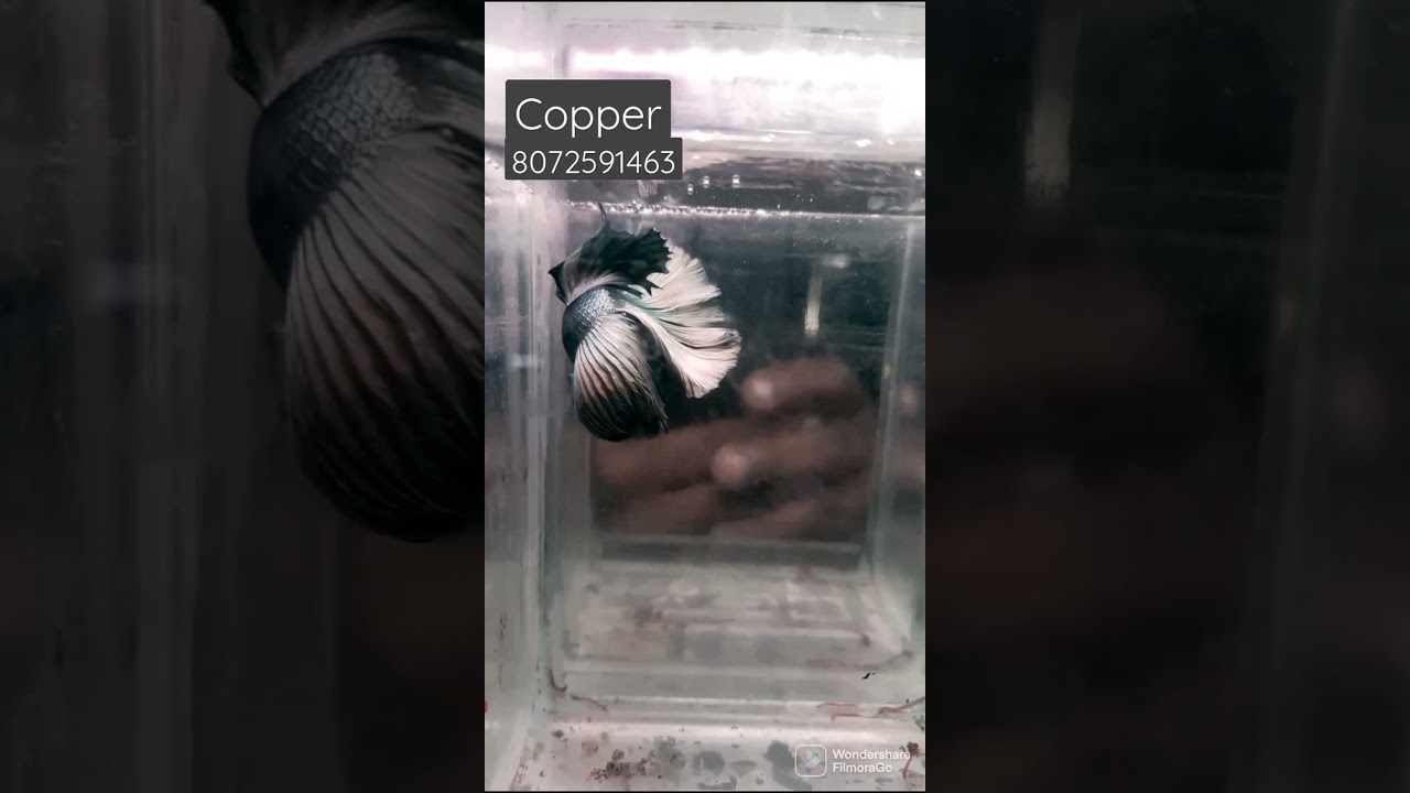 Copper betta fish / Metro Aquarium Ponneri / Chennai fishy ideas / 