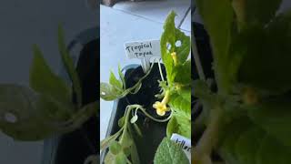 paket episcia impor 100rb dpt 5