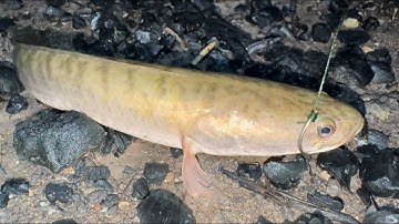 Mùa Nước Nổi 2025 Cấm Câu Dính Thấy Ham - | hunting | - TT2282