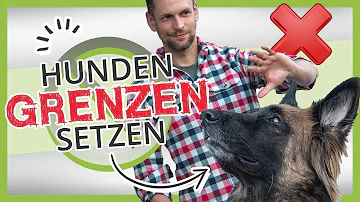 Wie zeige ich meinem Hund das er was falsch gemacht hat?