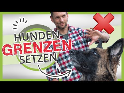 Video: Wie man Hunde mit einer Erschütterungs-Dose ausbildet