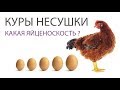 КАКИЕ ЯЙЦА НЕСУТ КУРЫ НЕСУШКИ ЛОМАН БРАУН (часть 6) \ Яйценоскость - чем кормить кур и размеры яиц
