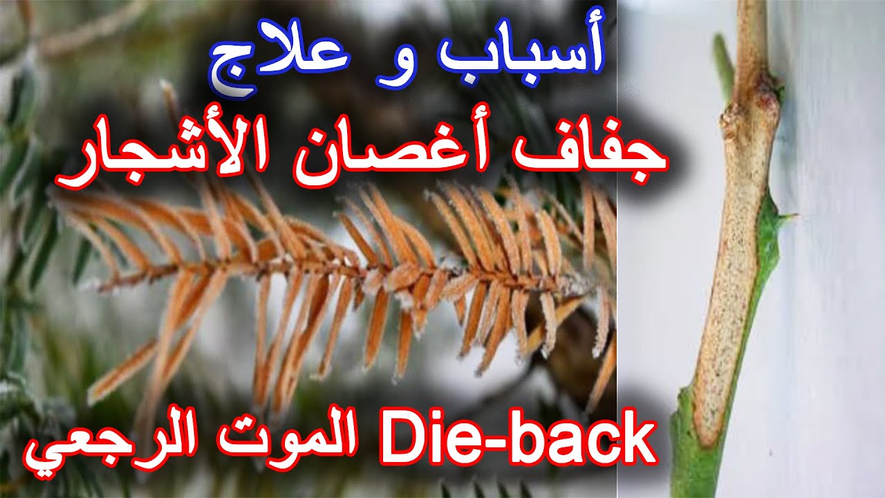 أسباب و علاج جفاف أغصان الأشجار | الموت الرجعي