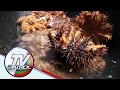 Active outbreak ng 'Crown of Thorns' starfish ikinababahala ng mga mangingisda sa Camarines Norte