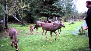 LOTS OF DEER-FEEDING MAMA.AVI
