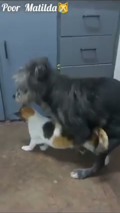 Male Dog and Female Cat Mating
