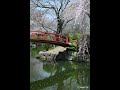 A Forgotten Spring Garden in Japan 🌸 | Lost Japan