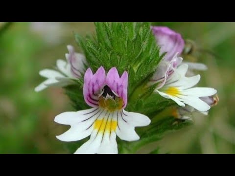 Video: Kavkaska Jelenjavica (35 Fotografija): Opis. Gdje Raste Trava I Kako Je Sami Uzgajati? Sadnja I Nega Cveća