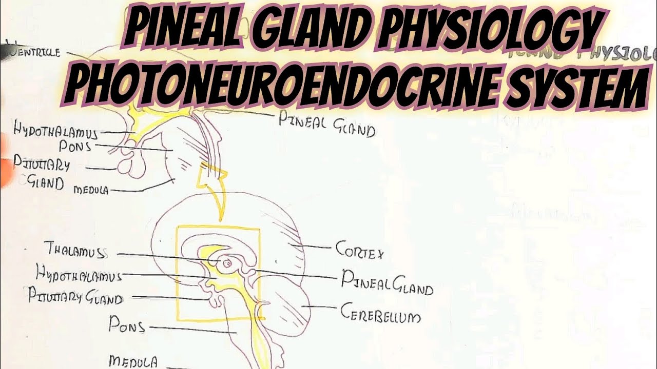 pineal-gland-melatonin-physiology-photoneuroendocrine-system