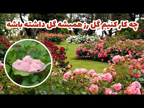چه کار کنیم که گل رز همیشه گل بده راز همیشه گل دار بودن گل رز باغبانی