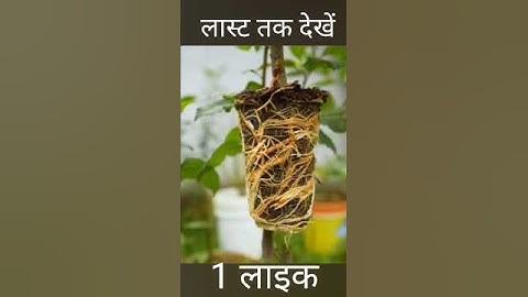 🍎 Apple tree propagation by air layering using Aloe Vera - easy method