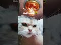مين يادوب لسه معدي التلاتين  فيديوهات قطط   سمعها