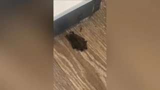 UGA students vaccinated after finding bats in off-campus apartment