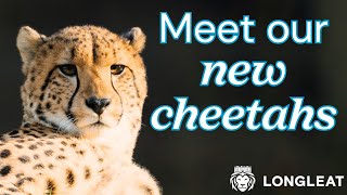 Cheetah Change at Longleat