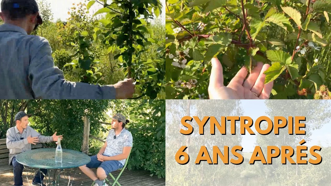 Syntropie en Arboriculture : 6 Ans d'Expérimentation à la Ferme des Mawagits