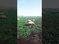 اجمل غنامات