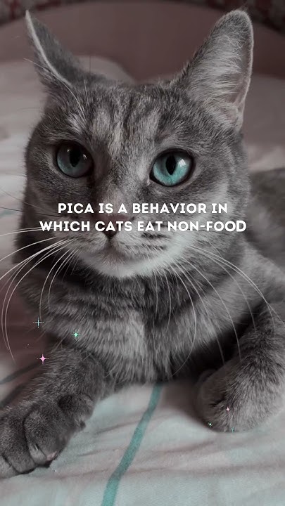 is-it-okay-for-cats-to-eat-grass-pets-cats-catanatomy-catshorts