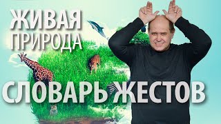 Словарь РЖЯ:: Растительный и животный мир