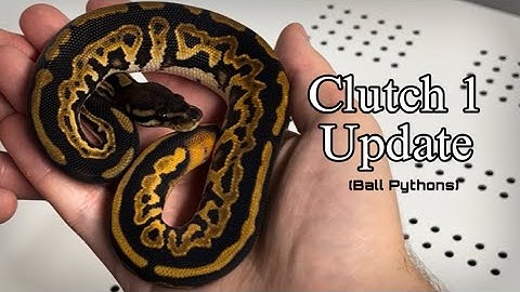 Ball Python Clutch 1 Update 🔥