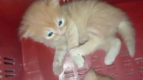 Watch the video about Cute kitten available for free adoption #cat #video