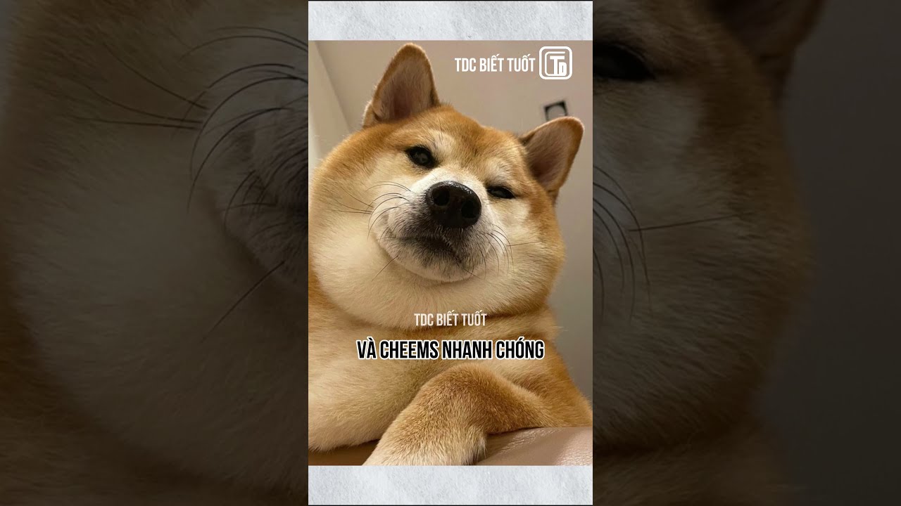 Chú chó Shiba nổi tiếng được chế meme nhiều nhất mạng xã hội qua đời ở tuổi  12