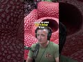 Nature's Strangest Marvel: The Enigmatic Rafflesia Flower - Joe Rogan Experience #1407