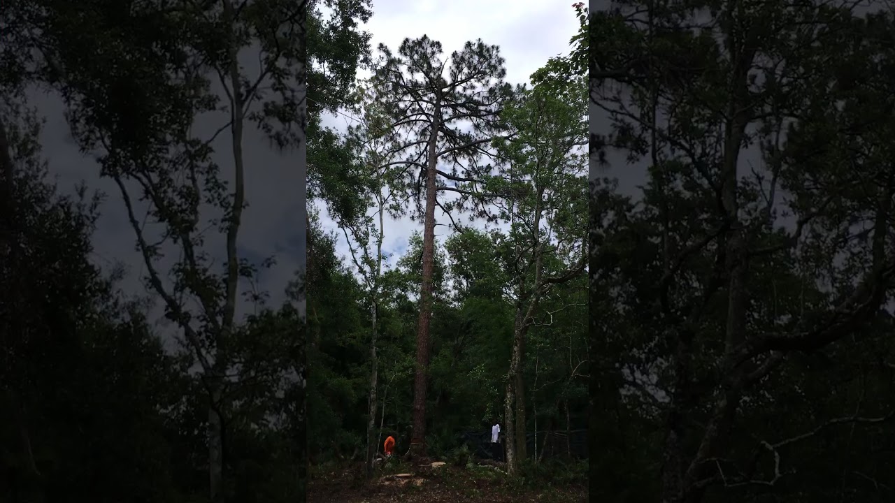 100 ft pine tree coming down - YouTube