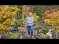 Tour my japanese maple collection  diy japaneseinspired garden spring garden tour