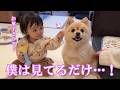 赤ちゃんのお菓子タイムを優しく見守るポメラニアンが可愛過ぎました…