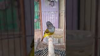 Download Lagu Suara masteran burung sikatan kepala abu MP3